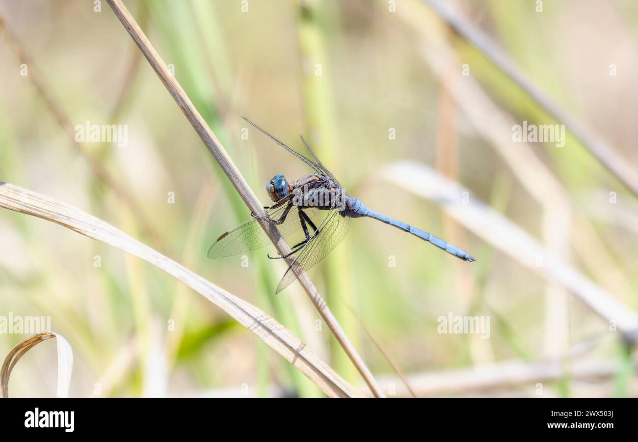 A epaulet skimmer Orthetrum chrysostigma dragonfly perches atop a stick in South Africa. Stock Photo