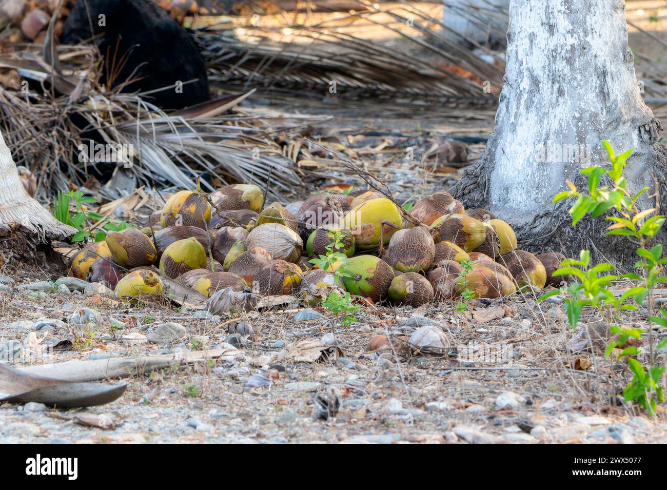 Coconuts scattered on the ground near a tree in Mexico Stock Photo
