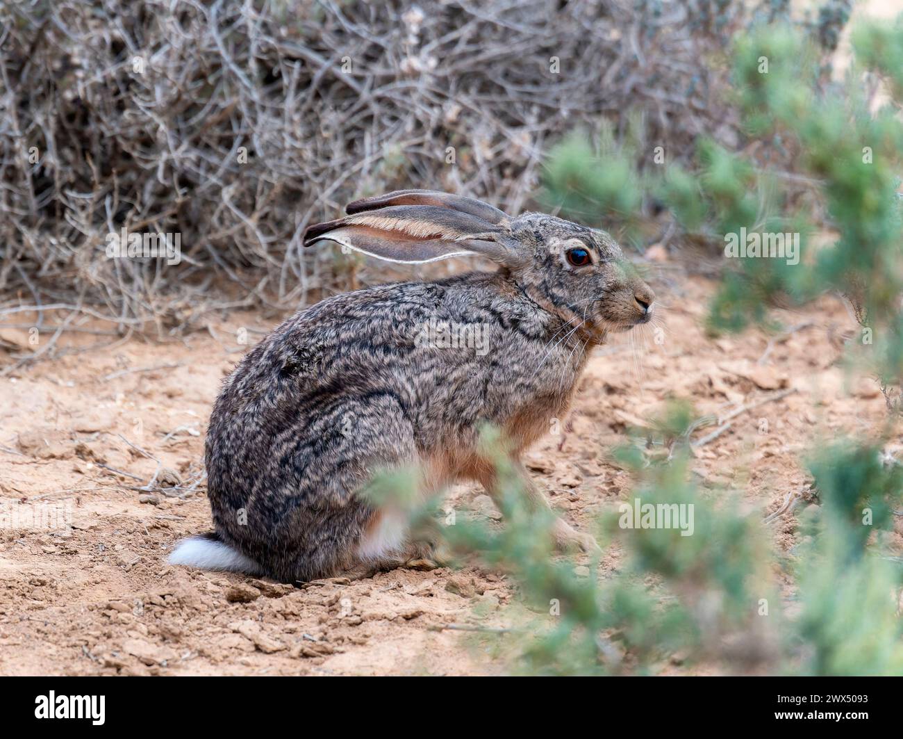 A Cape Hare Lepus capensis sitting in the dirt next to a bush in South Africa, displaying typical behavior in its natural habitat. Stock Photo