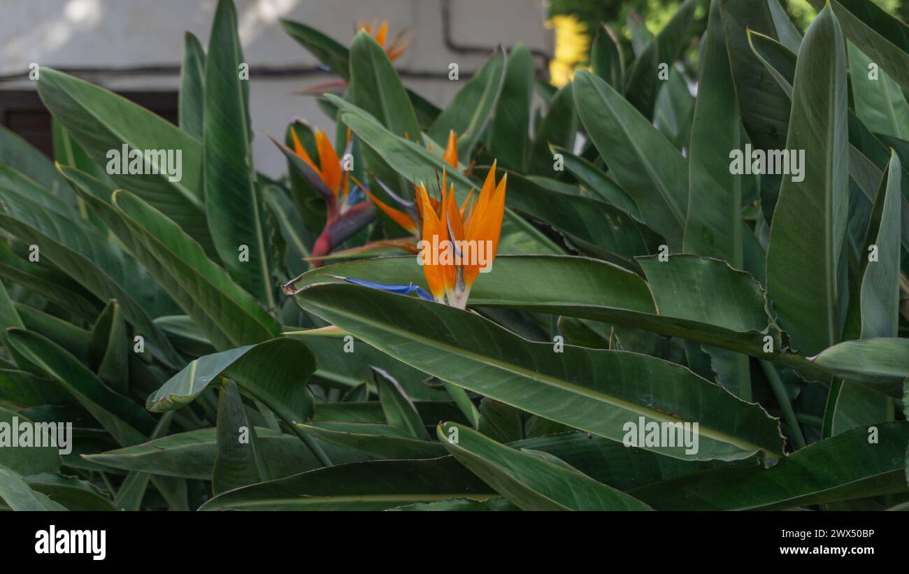Tropical plant bold leaves hi-res stock photography and images - Alamy