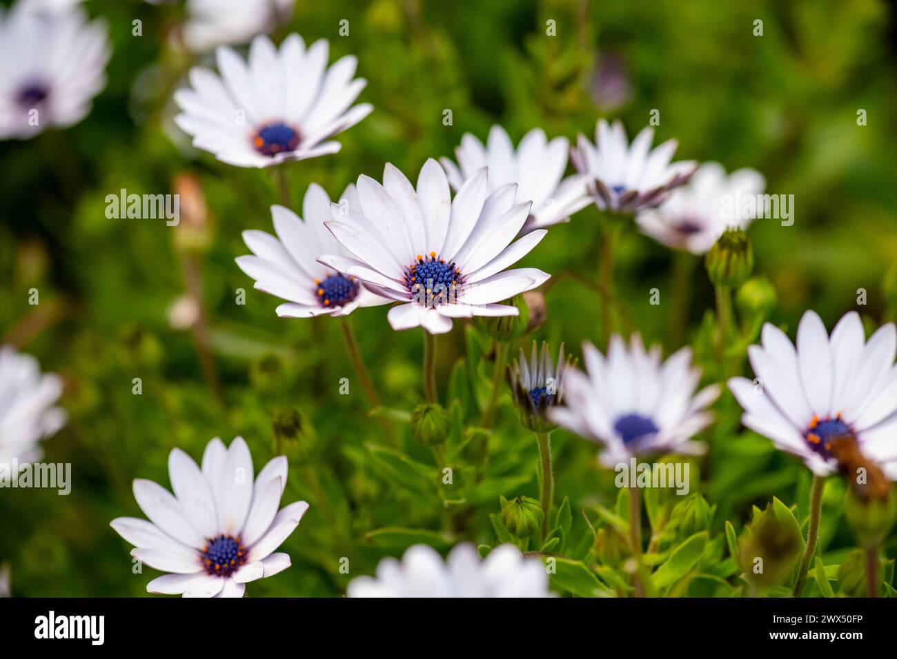 Dimorphotheca ecklonis (Cape marguerite)  Osteospermum Spring flowers of purple daisy type, Cape Marguerite, green background Stock Photo