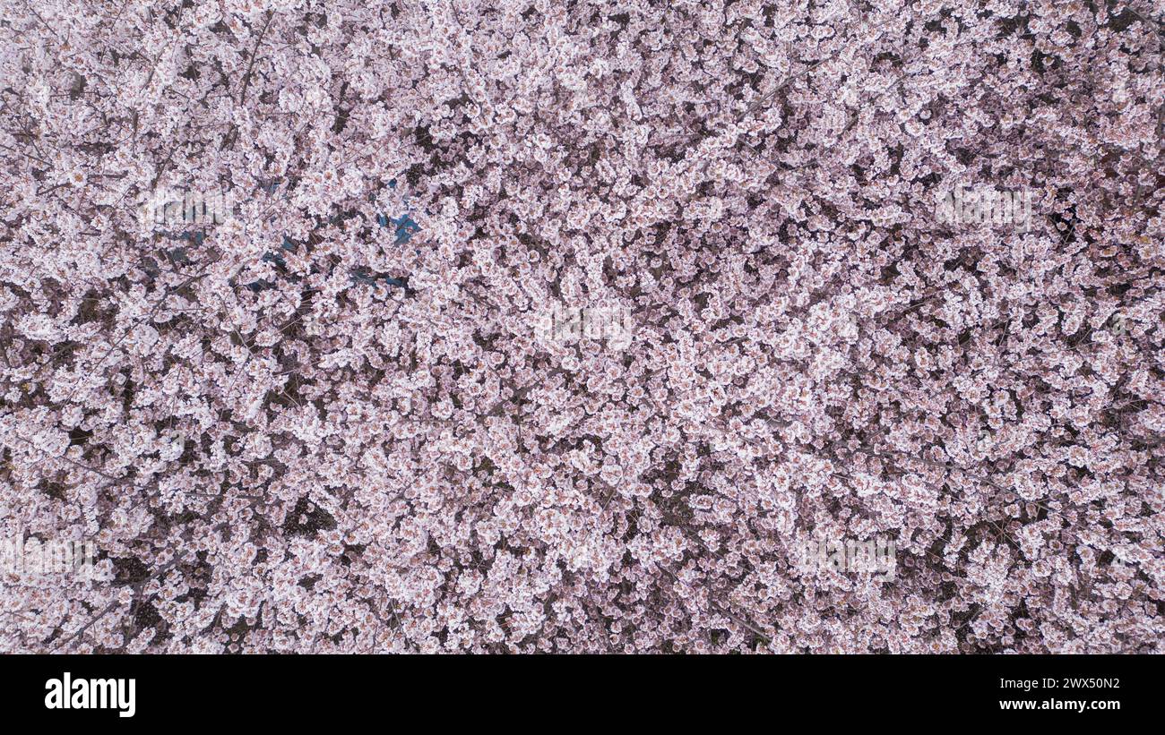 Cherry Trees In Bloom Stock Photo
