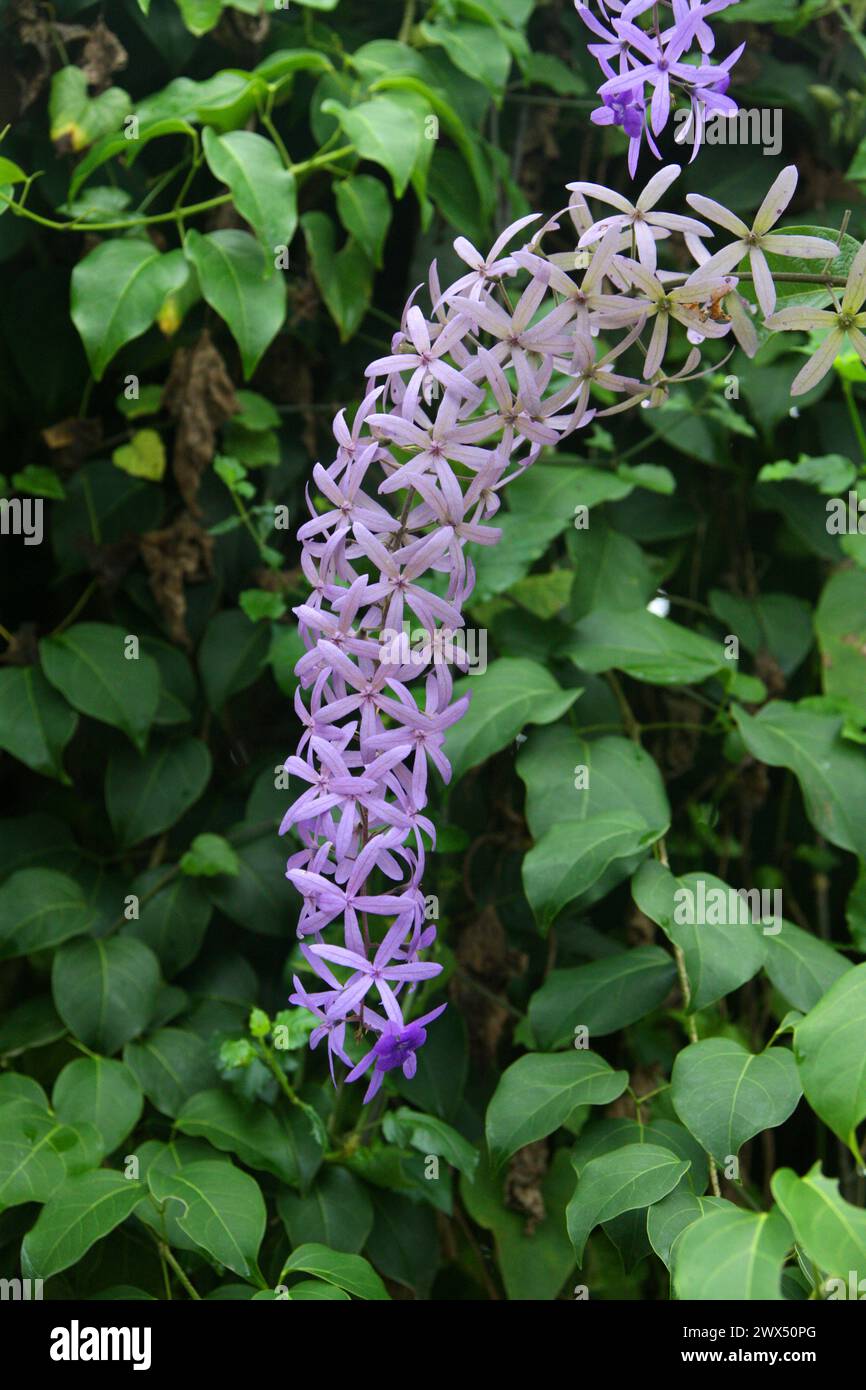 Sandpaper Vine, Queen's Wreath or Purple Wreath, Petrea volubilis, Verbenaceae. Costa Rica.  A twining vine from Central and South America. Stock Photo