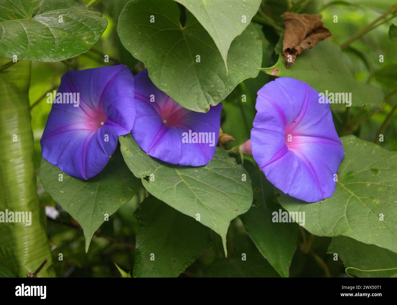 Common or Morning Glory, Ipomoea purpurea, Convolvulaceae. Costa Rica. Stock Photo
