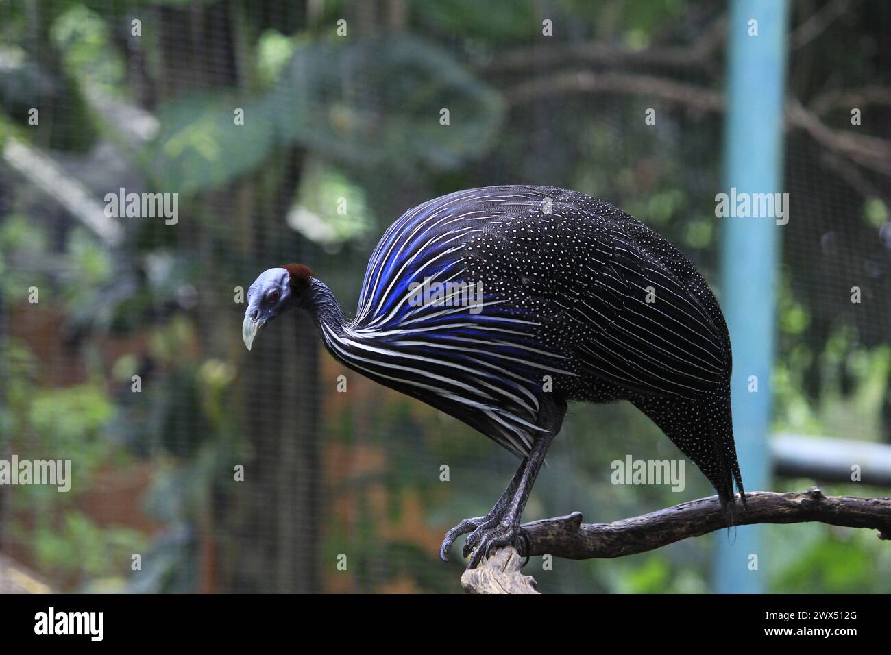 Vulturine Guinea Fowl or Acryllium Vulturinum, an ornamental fowl from Africa which is much hunted by exotic animal hobbyists because of its beautiful Stock Photo