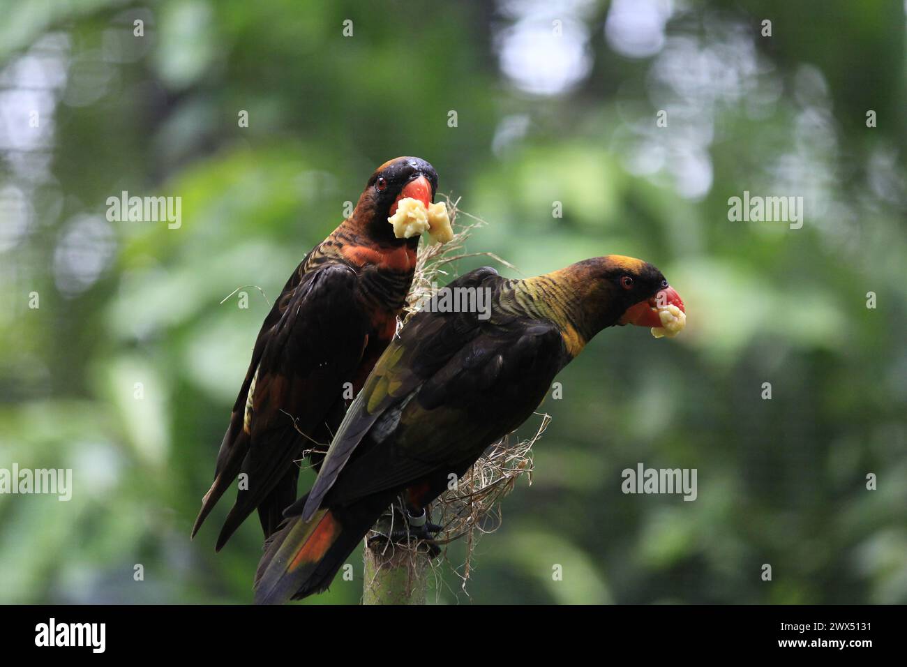Two birds Dusky Lory (Pseudeos Fuscata) perched on the same branch. Stock Photo