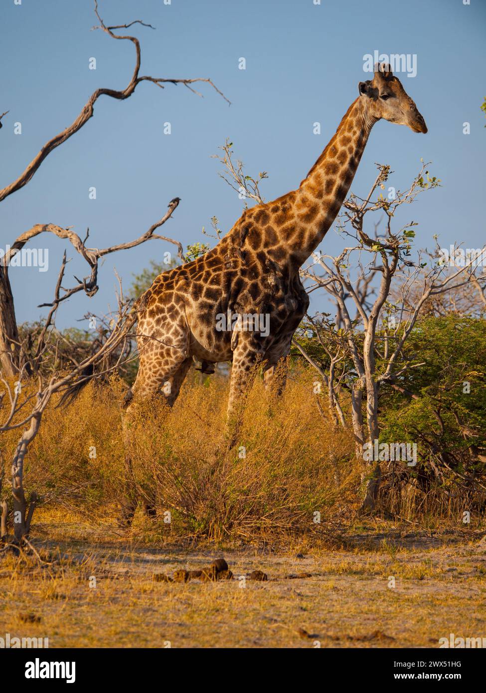 Giraffe in savanna (Moremi Game Reserve, Namibia) Stock Photo