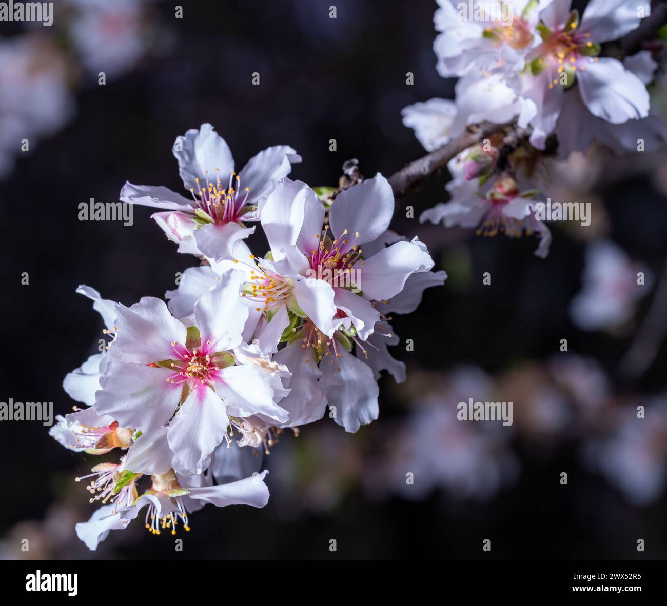 almond flower spring botanical nature Stock Photo