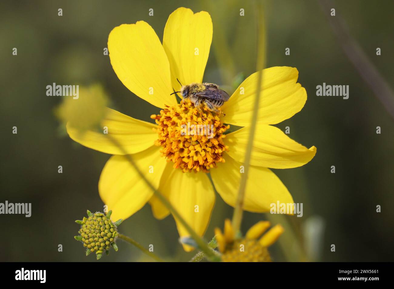 Close up of a chimney bee perching on a brittlebush flower at the