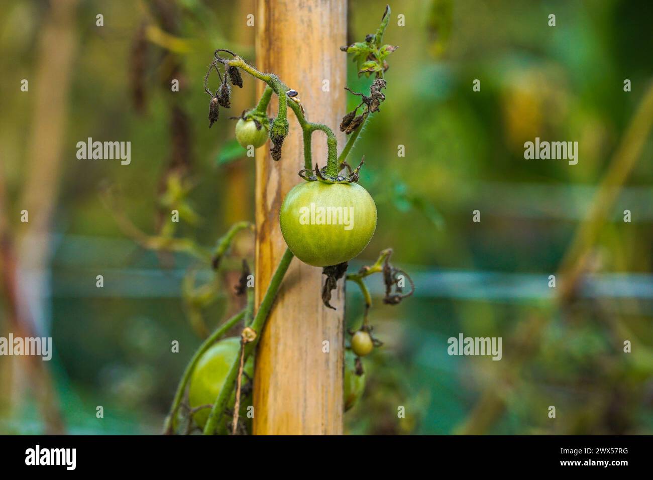 Tomato Close Up Shot, Tomato Field, Selective Focus Stock Photo