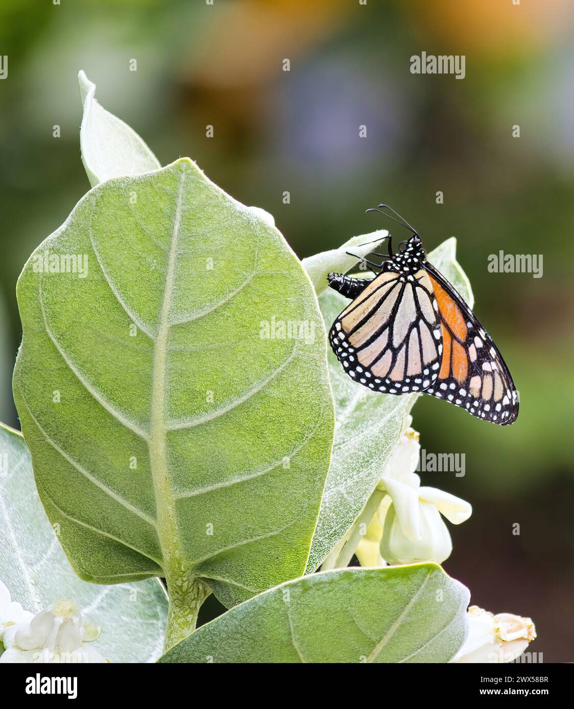 Female monarch butterfly laying an egg on a crown flower plant. Stock Photo