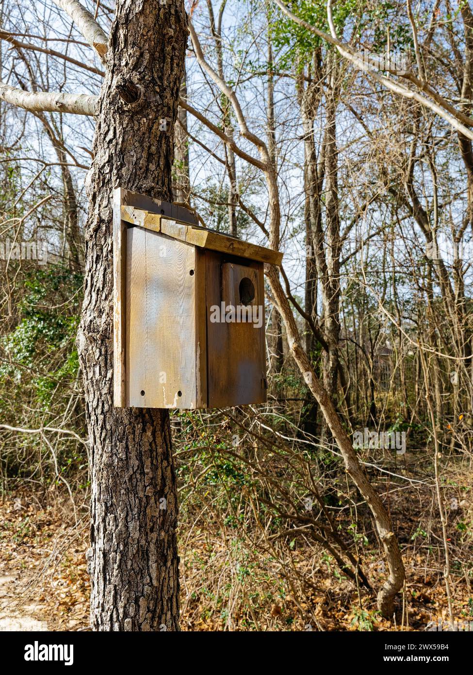 Wooden bluebird birdhouse attached to a tree to attract birds to nest in Alabama, USA. Stock Photo