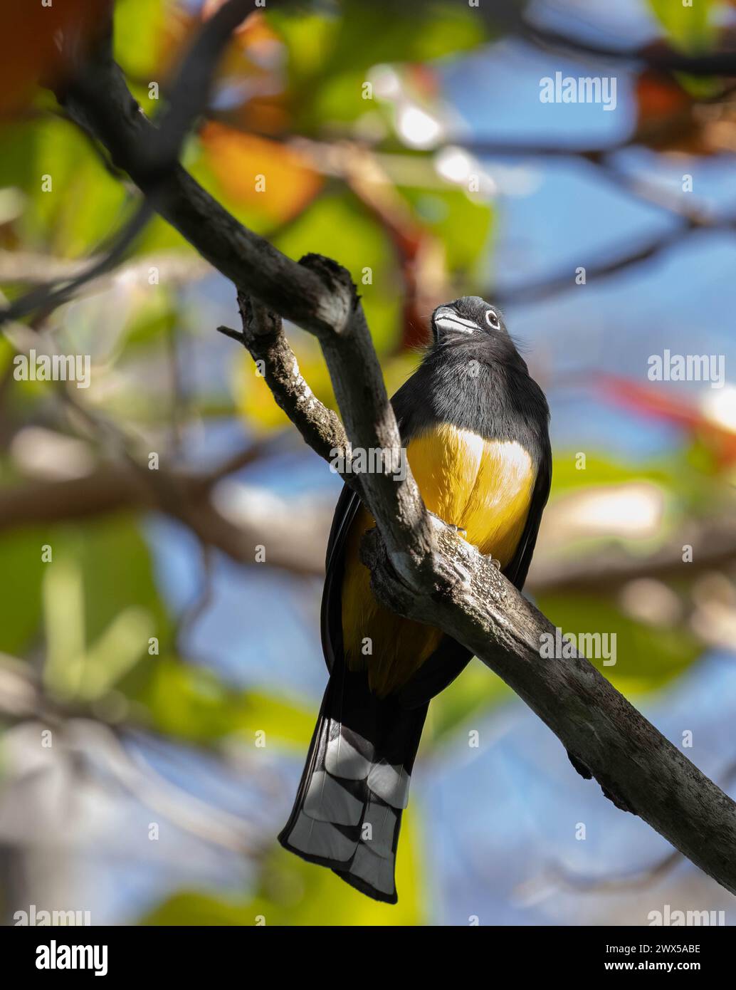 Front closeup view of a black-headed trogon in a tree with colourful background in Costa Rica Stock Photo