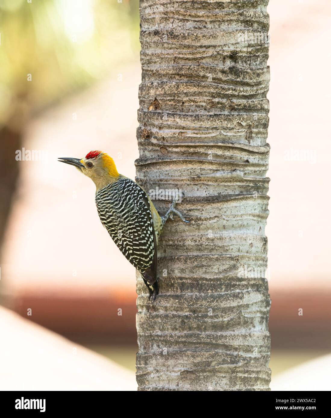 Male Hoffman’s Woodpecker on a tropical tree in Costa Rica Stock Photo