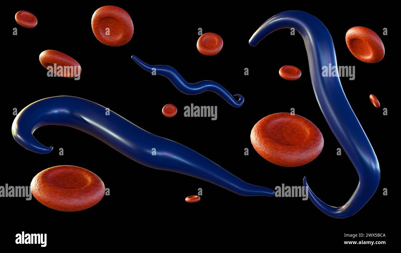 Infected Rbc 3d rendering of the Plasmodium falciparum infected red blood cells ...