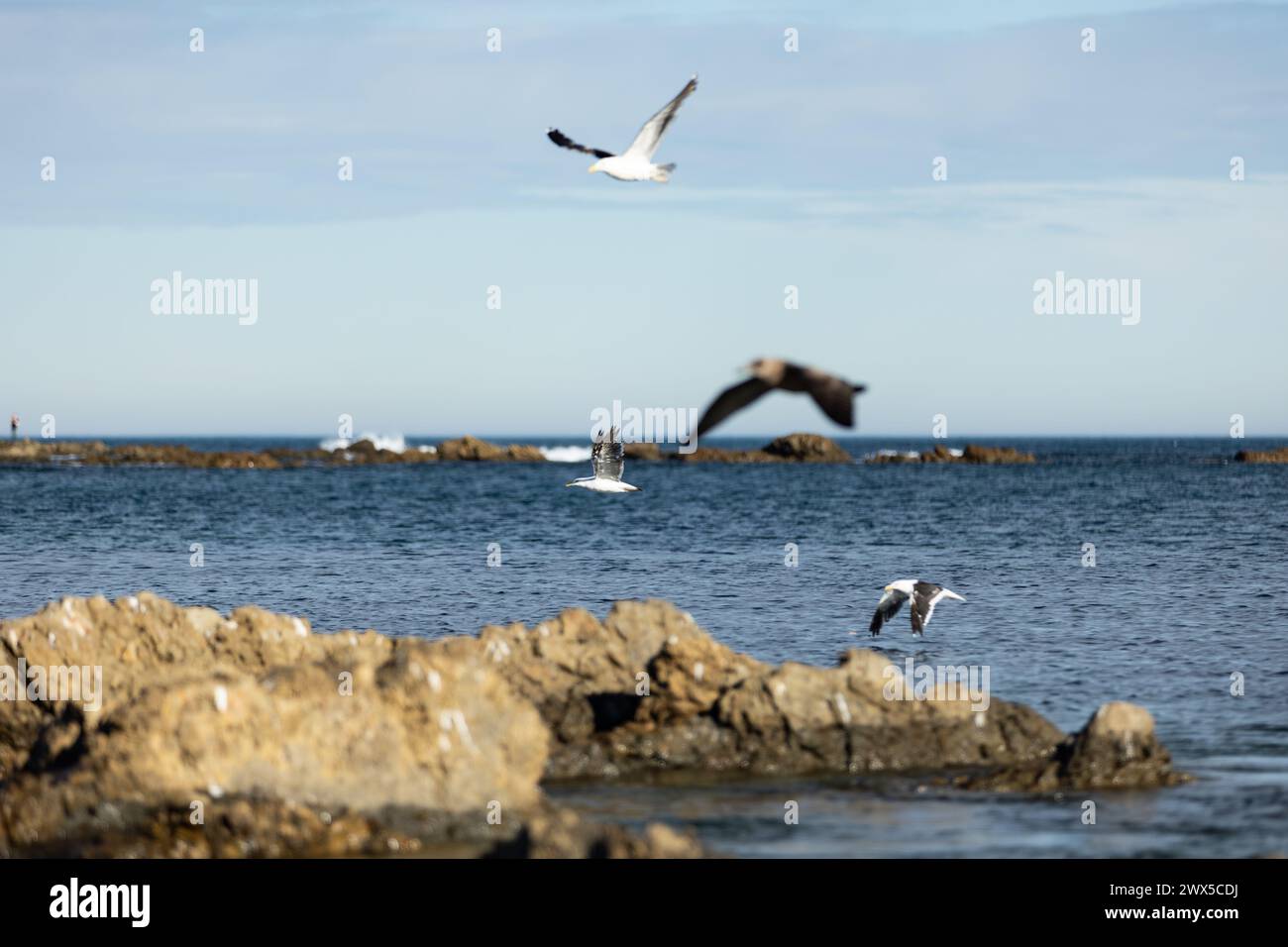 Seagull gathering on the rocky shoreline at sunset in Owhiro Bay, Wellington, NZ. Stock Photo