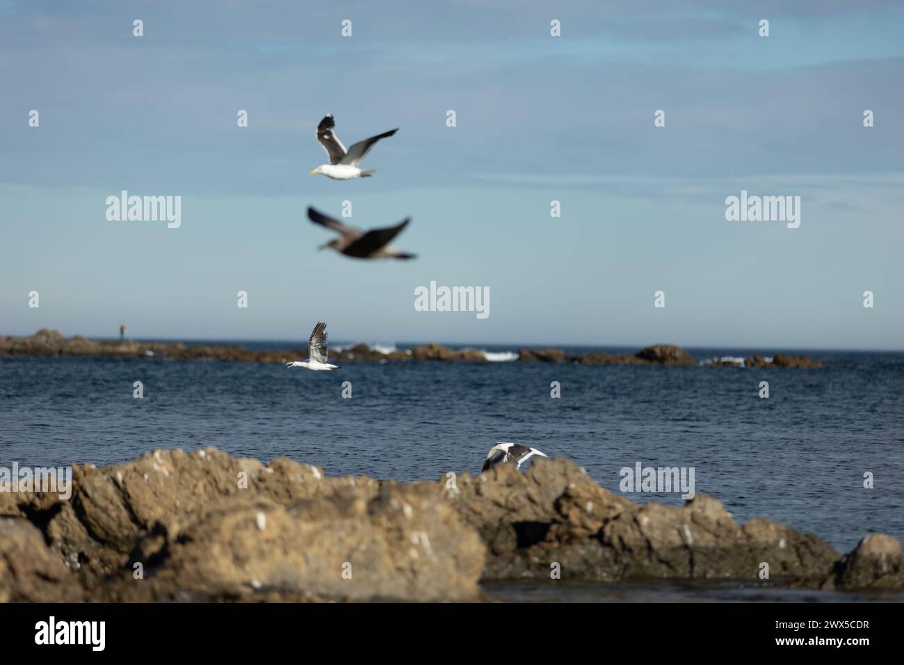 Seagull gathering on the rocky shoreline at sunset in Owhiro Bay, Wellington, NZ. Stock Photo