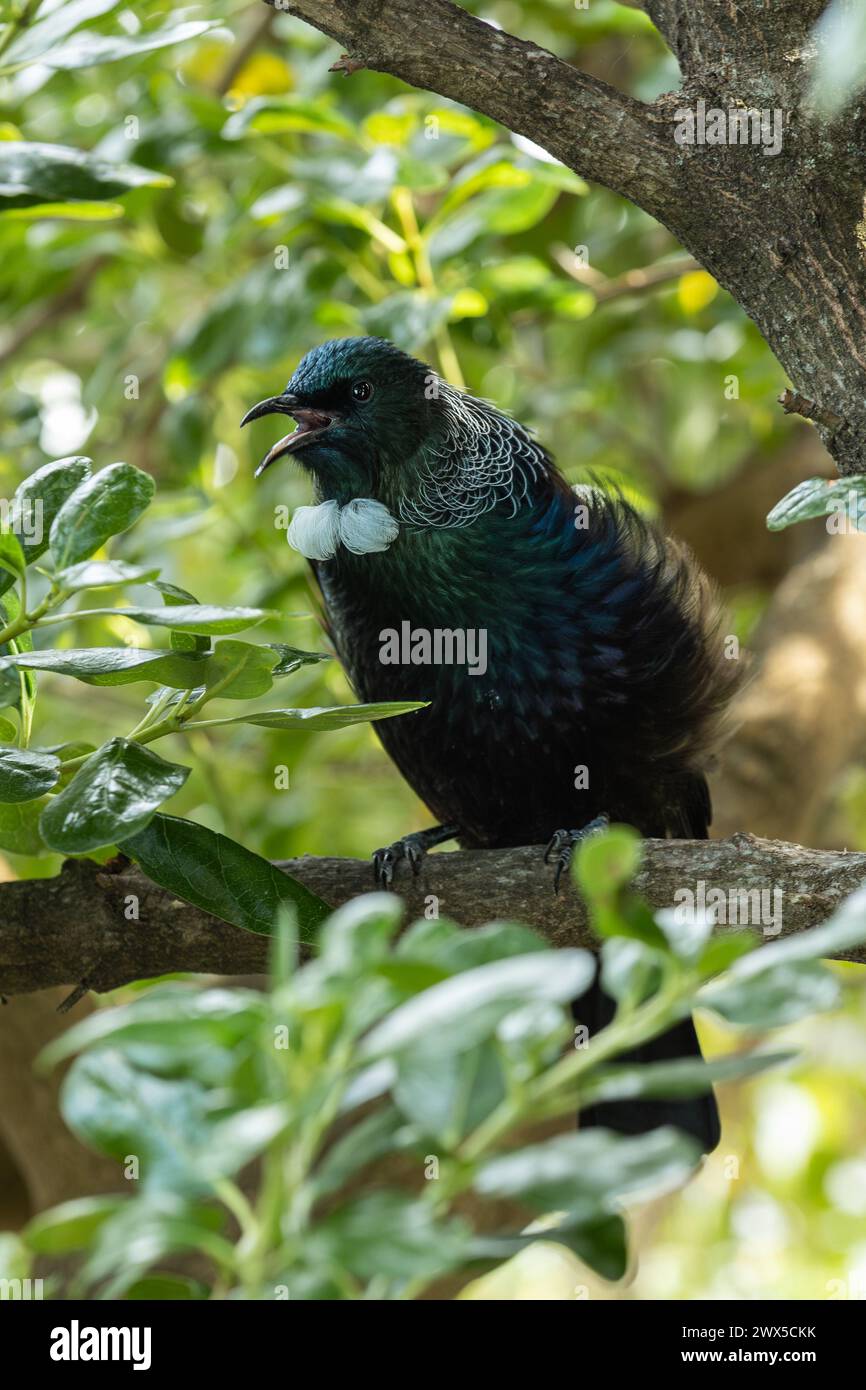 Singing Tui Bird in a tree. Tui birds are native to New Zealand and have iridescent black plumage with white feathers on their throat and neck. Stock Photo