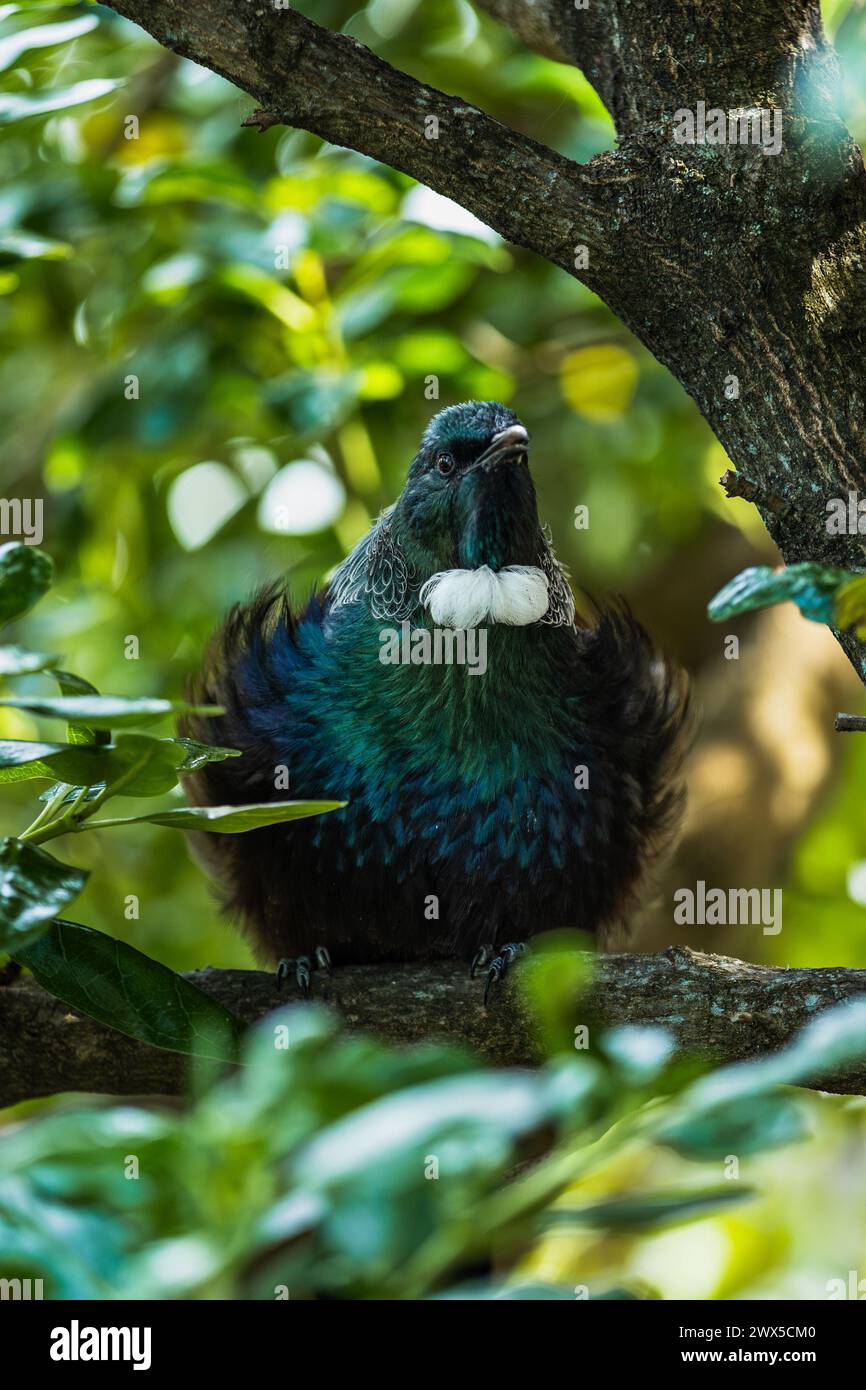 Singing Tui Bird all puffed up in a tree. Tui birds are endemic to New Zealand and they are known for their remarkable vocal abilities. Stock Photo