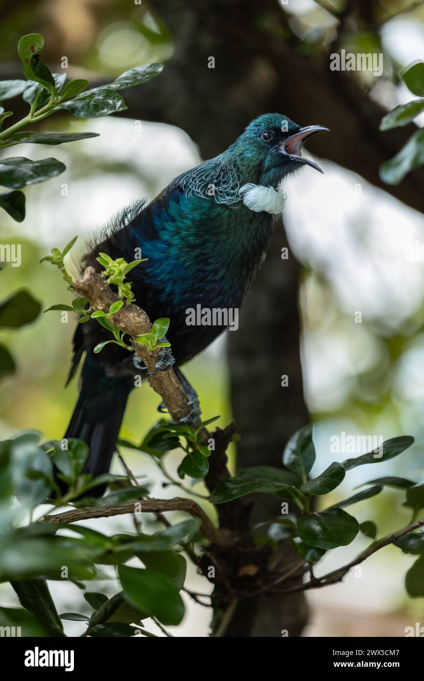 Singing Tui Bird in a tree in New Zealand. Tui birds are native to New Zealand and they hold cultural significance in Māori mythology and tradition. Stock Photo