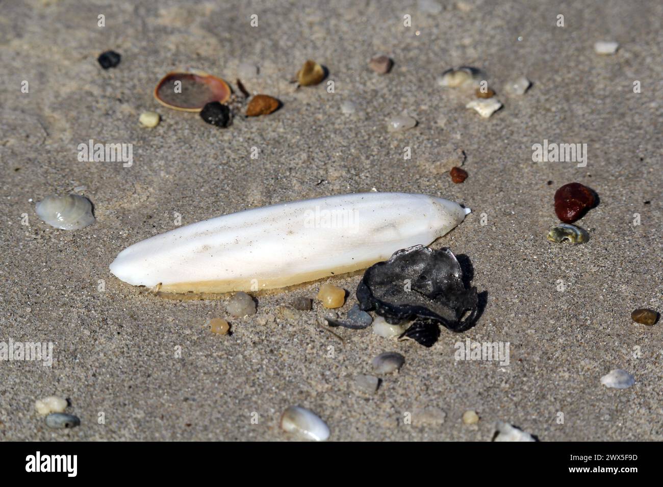 Cuttlefish bone on a beach with sand and shells Stock Photo