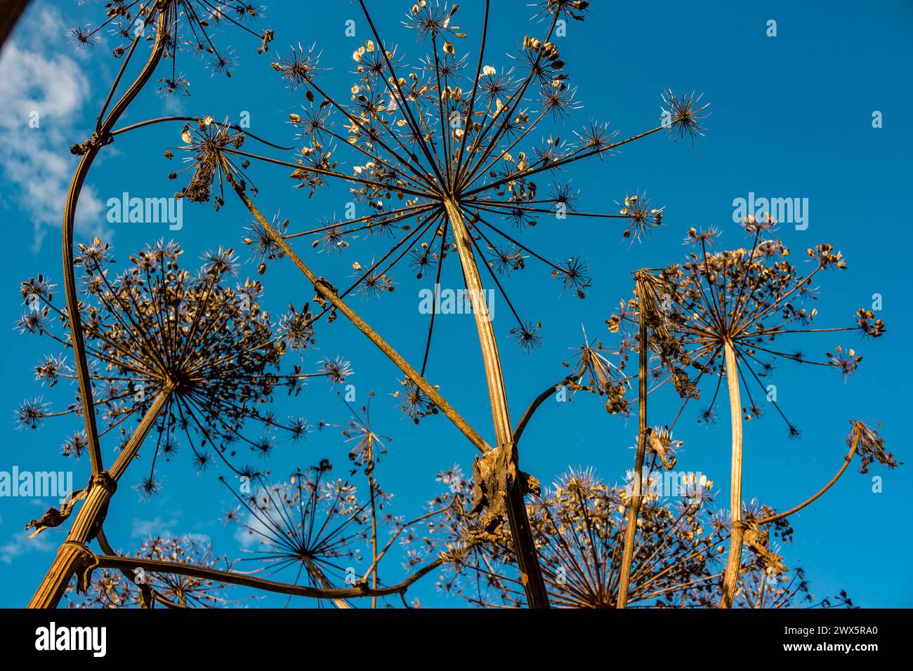 Dry stems and umbrellas with seeds of a poisonous plant Sosnowsky's