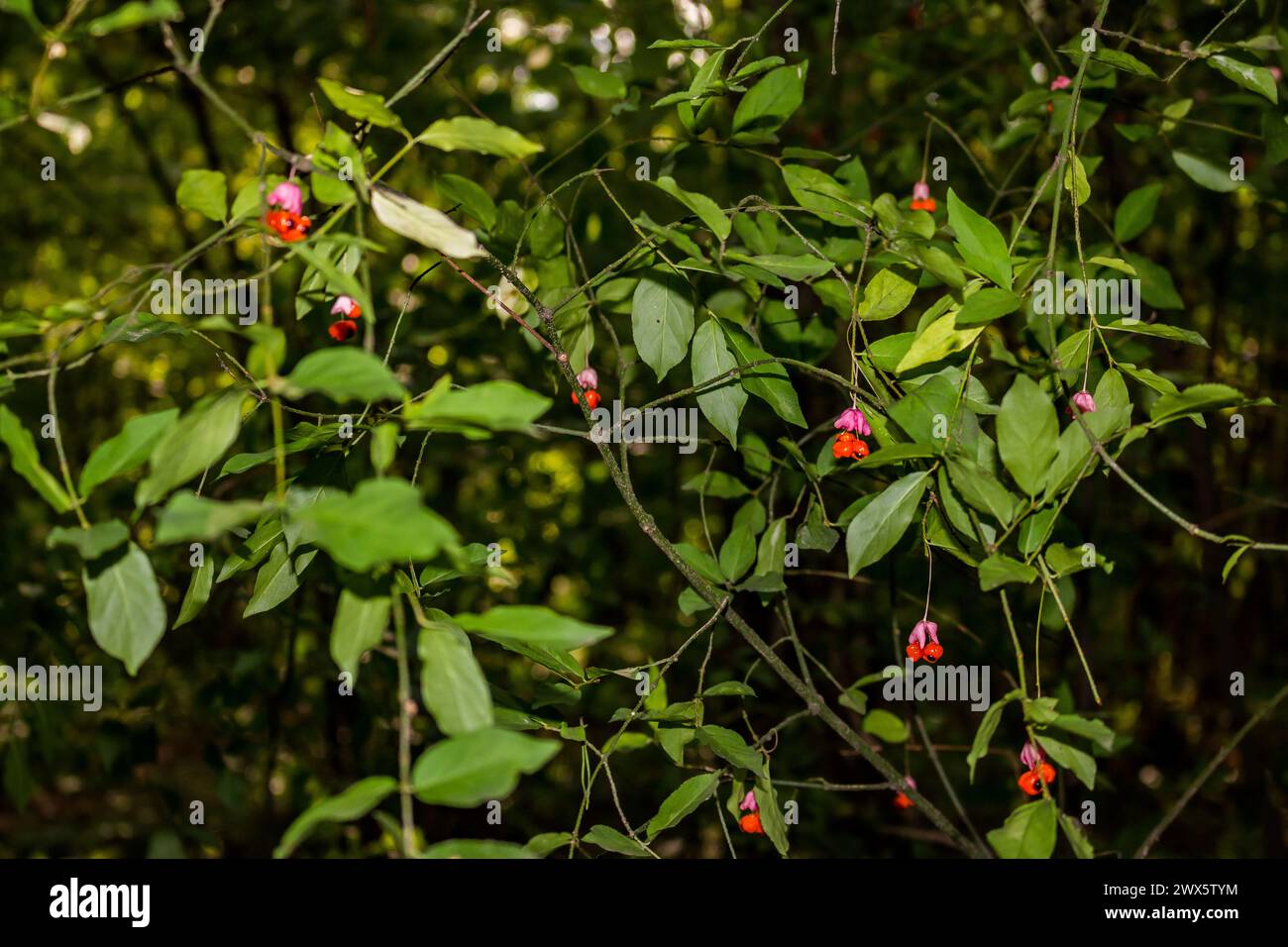 Euonymus warty (Euonymus verrucosus) - a general view of a bush with fruits Stock Photo