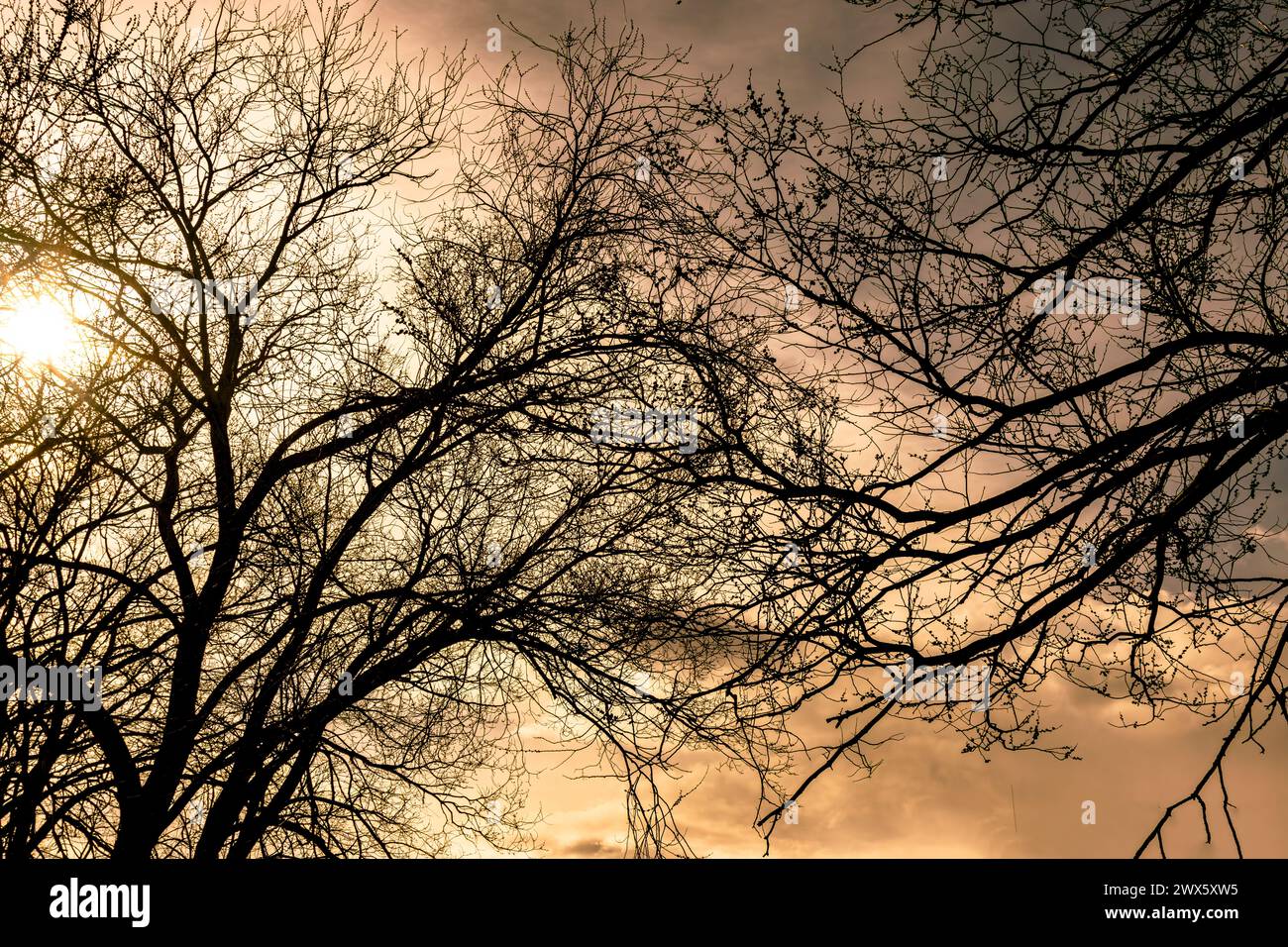 Bright sunlight marks trees hi-res stock photography and images - Alamy