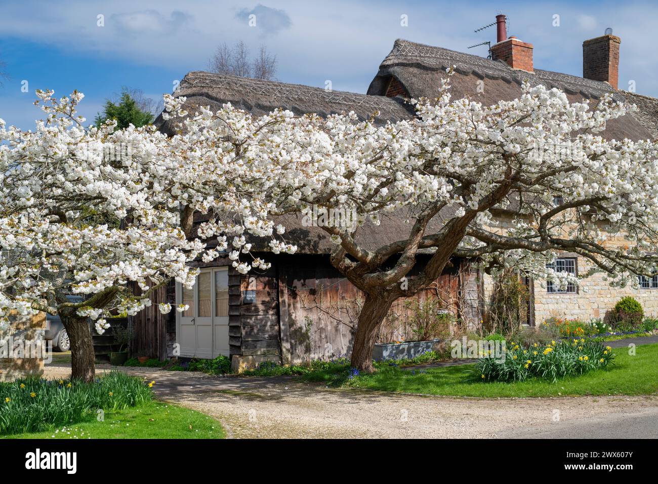 Prunus Shirotae. Japanese Cherry Trees in Blossom in Spring. Honington, Warwickshire, England Stock Photo