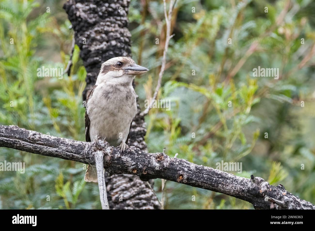 laughing kookaburra, Dacelo novaeguineae, perched on a tree branch, Banksia Bluff Campground, Australia Stock Photo