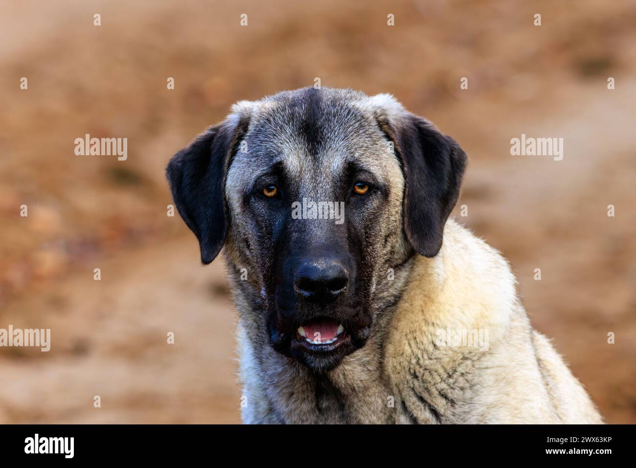 Beautiful close-up portrait of a young Kangal dog Stock Photo