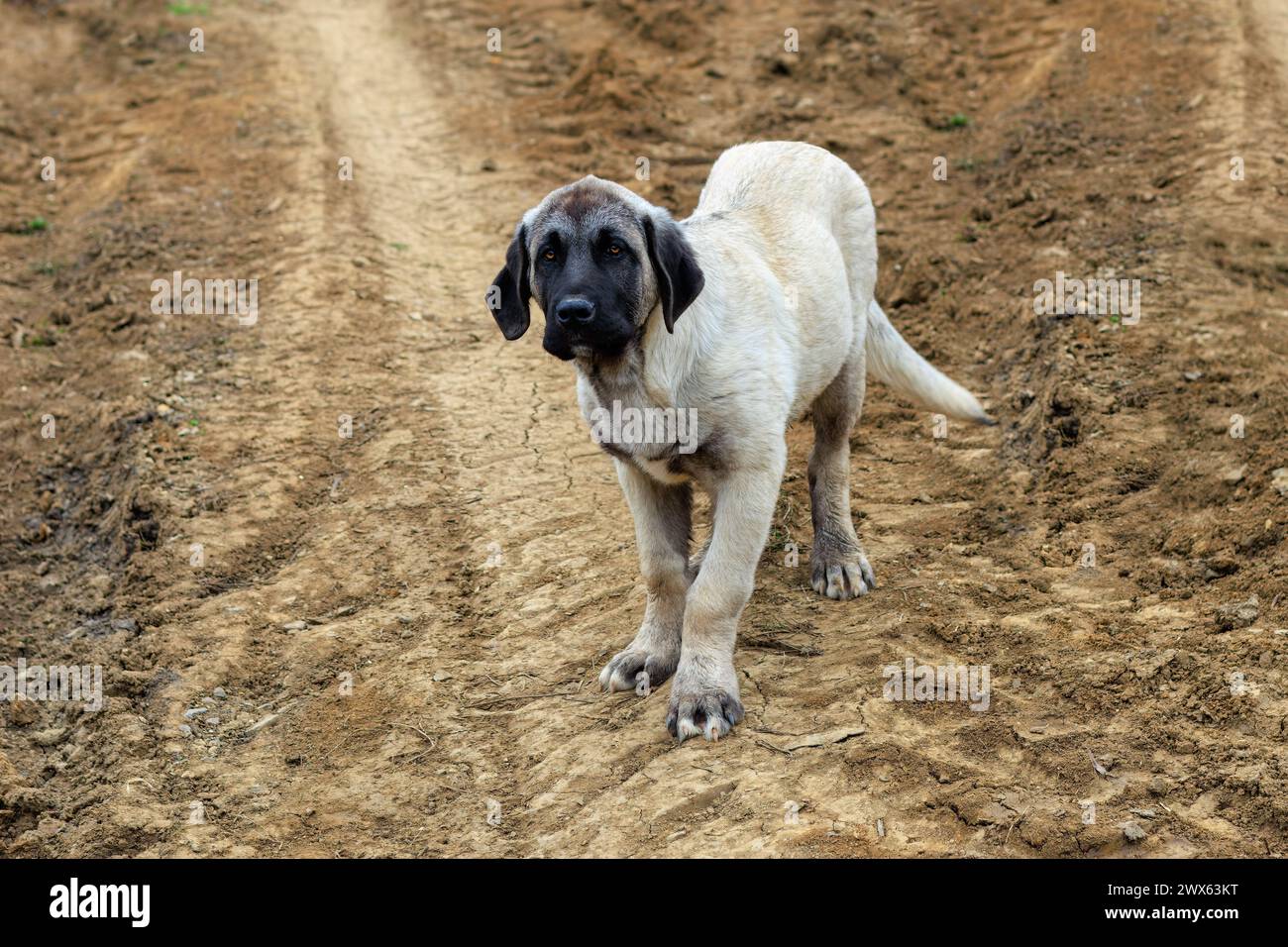 Young cute Kangal puppy as they look with big eyes Stock Photo