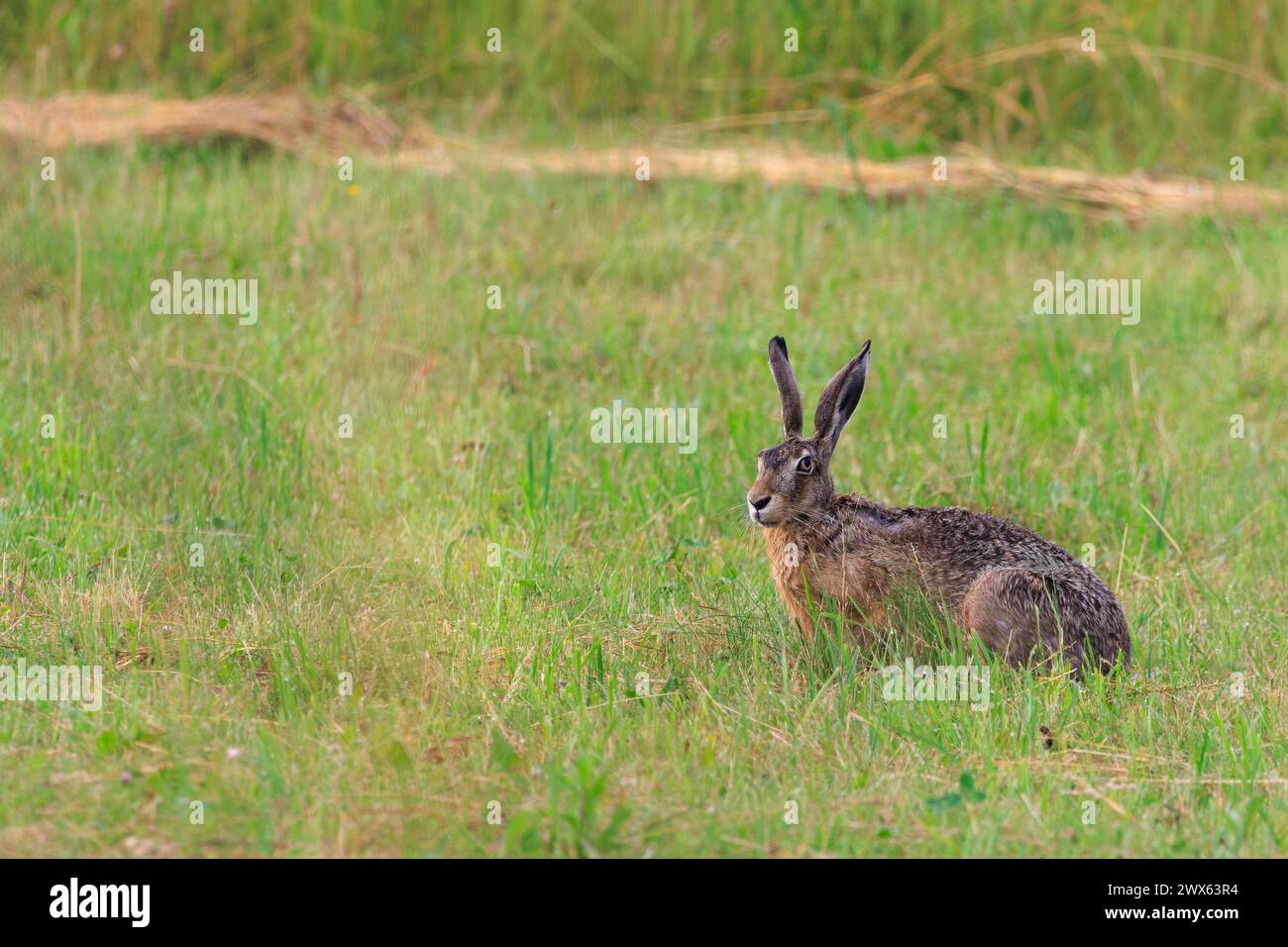 Wild brown hare with big ears sitting in a grass Stock Photo