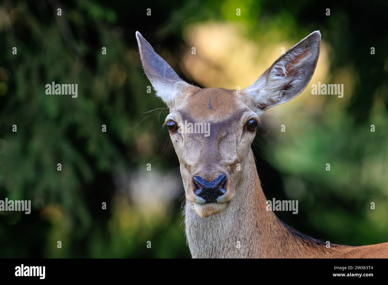 Close-up headshot of red deer doe (cervus elaphus).Her gentle eyes reflect a sense of serenity and wisdom, while her delicate ears stand attentively Stock Photo