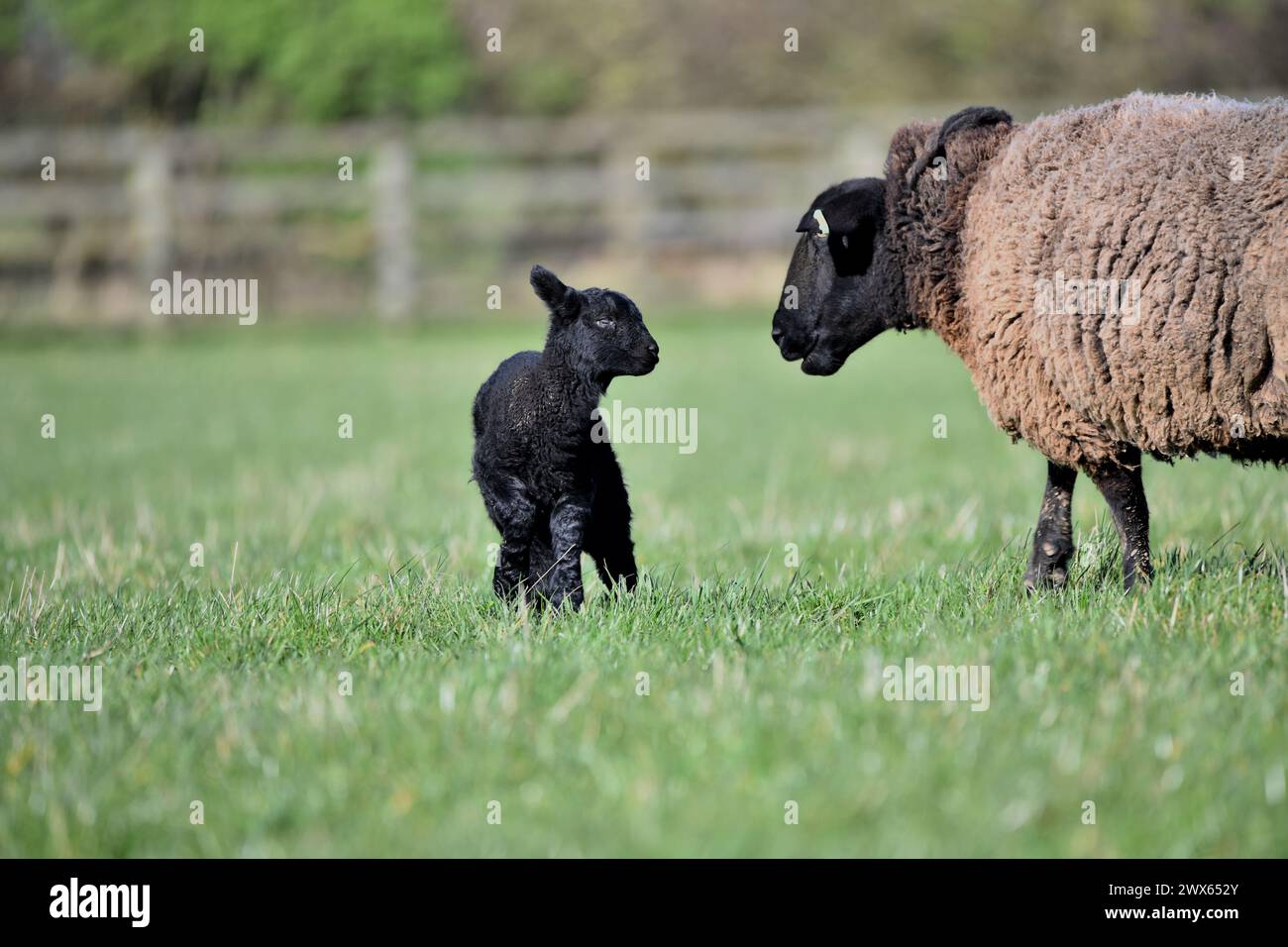 Sheep Offspring Sheep breeding hi-res stock photography and images - Alamy