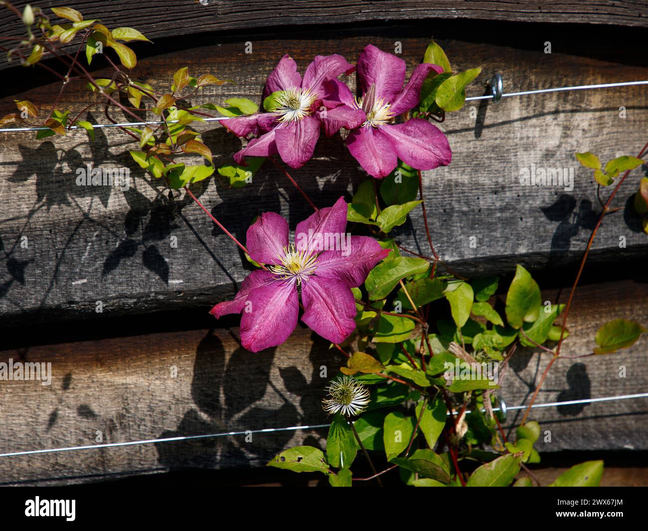 Closeup of the ruby red flowers of the garden climbing plant Clematis ...