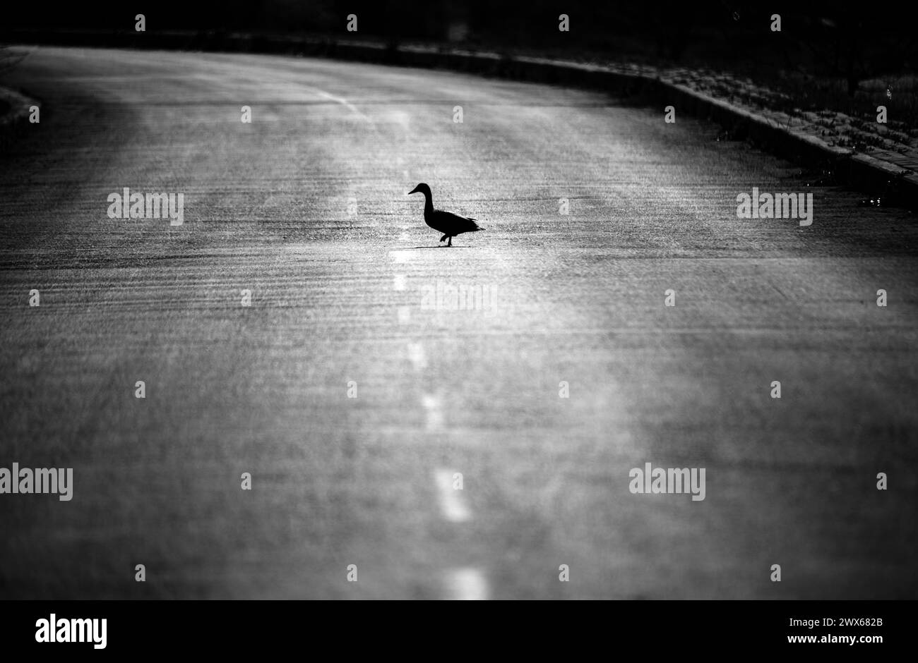silhouette duck crossing the asphalt road Stock Photo