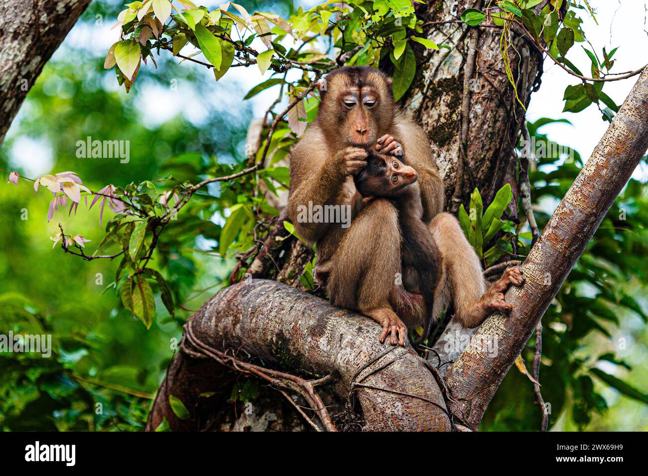 Pig-tailed Macaque (macaca nemestrina). Kinabatangan River, Sabah, Borneo, Malaysia Stock Photo
