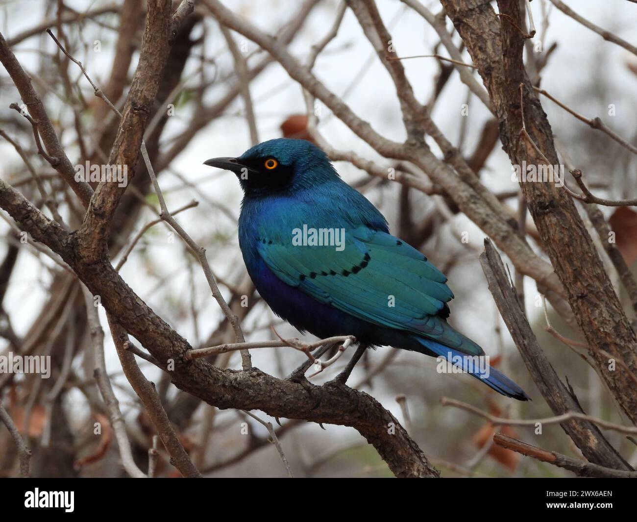 South African bird selection. All species Stock Photo