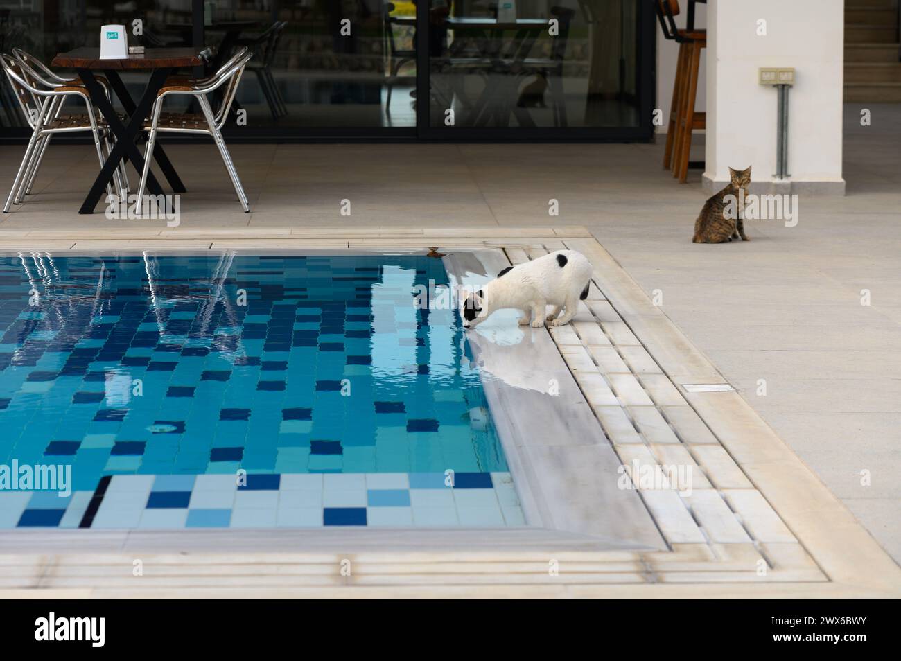the cat drinks water from the pool Stock Photo