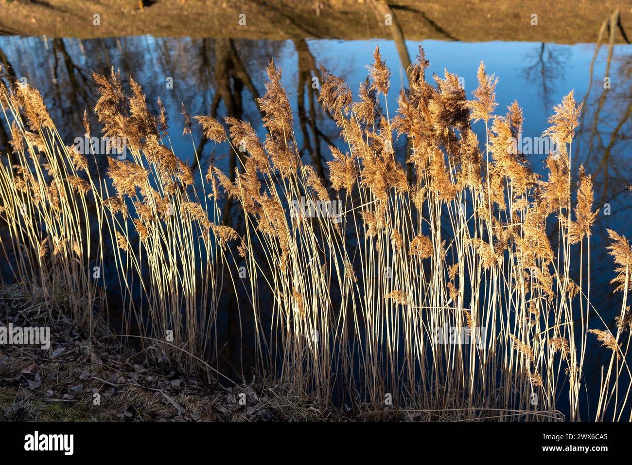 Reed sway in water hi-res stock photography and images - Alamy