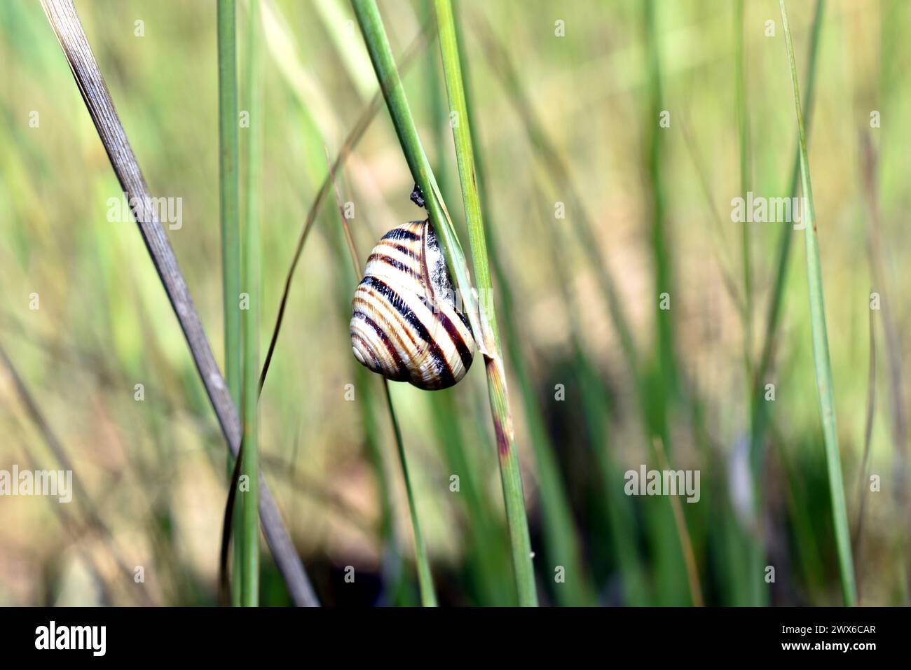 A snail with a striped shell sits on the grass. Stock Photo