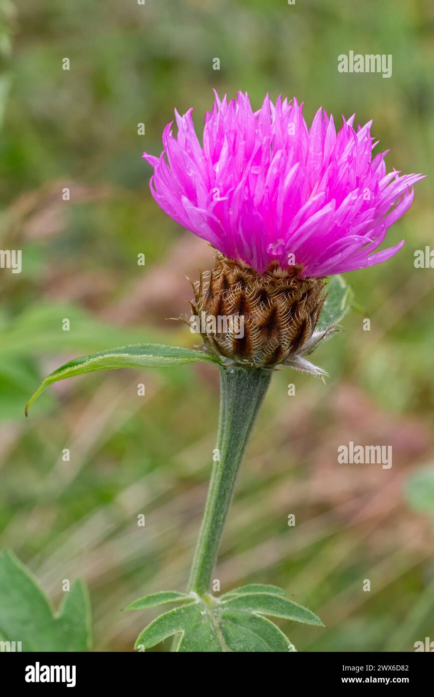 Close-up a flowering Centaurea phrygia or wig knapweed in the meadow. Shallow depth of field. Stock Photo