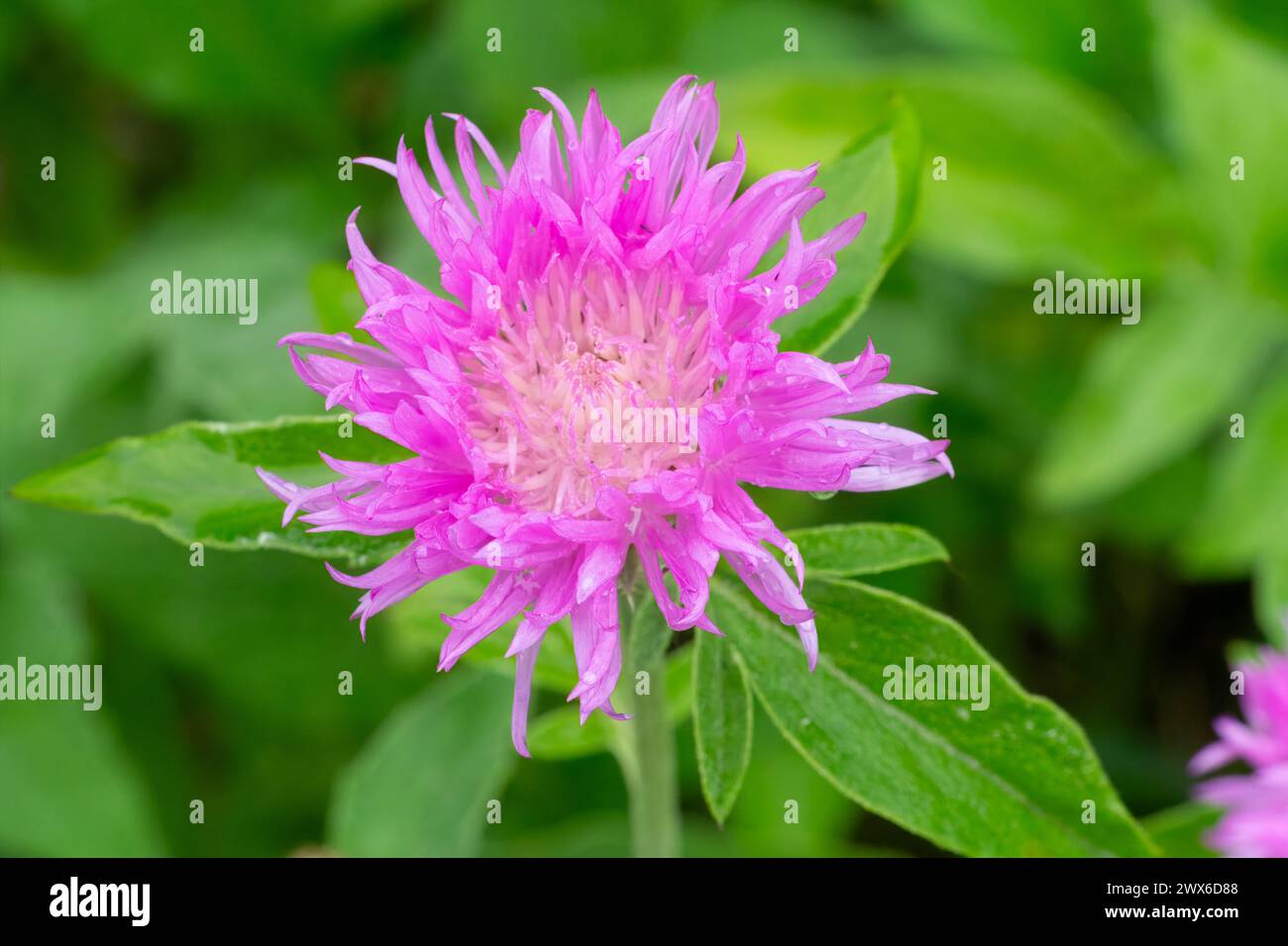 Close-up a flowering Centaurea phrygia or wig knapweed in the meadow. Shallow depth of field. Stock Photo