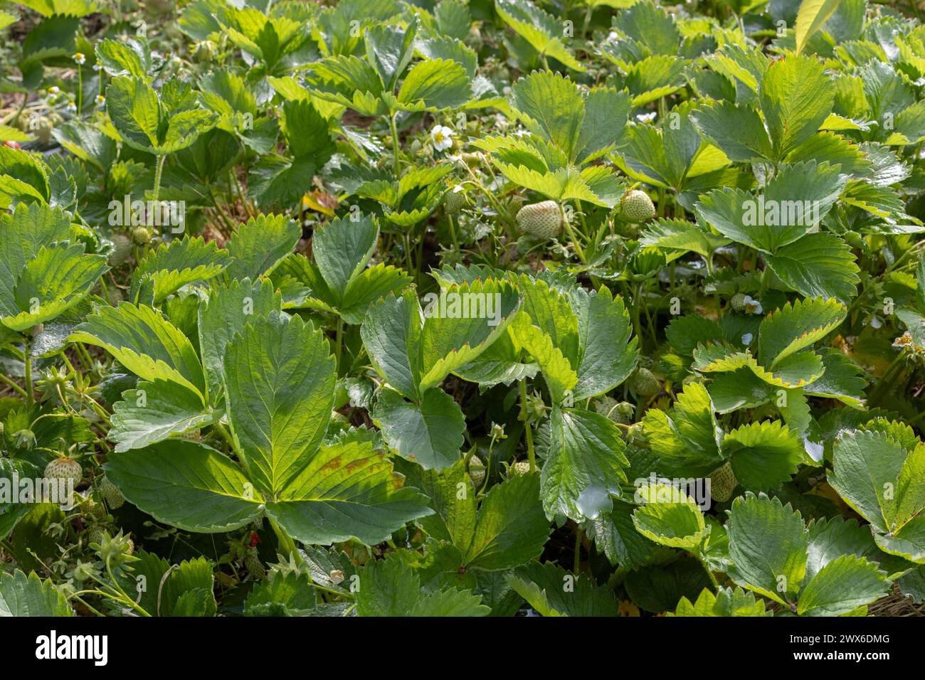 Plants of strawberry on the garden beds Stock Photo - Alamy