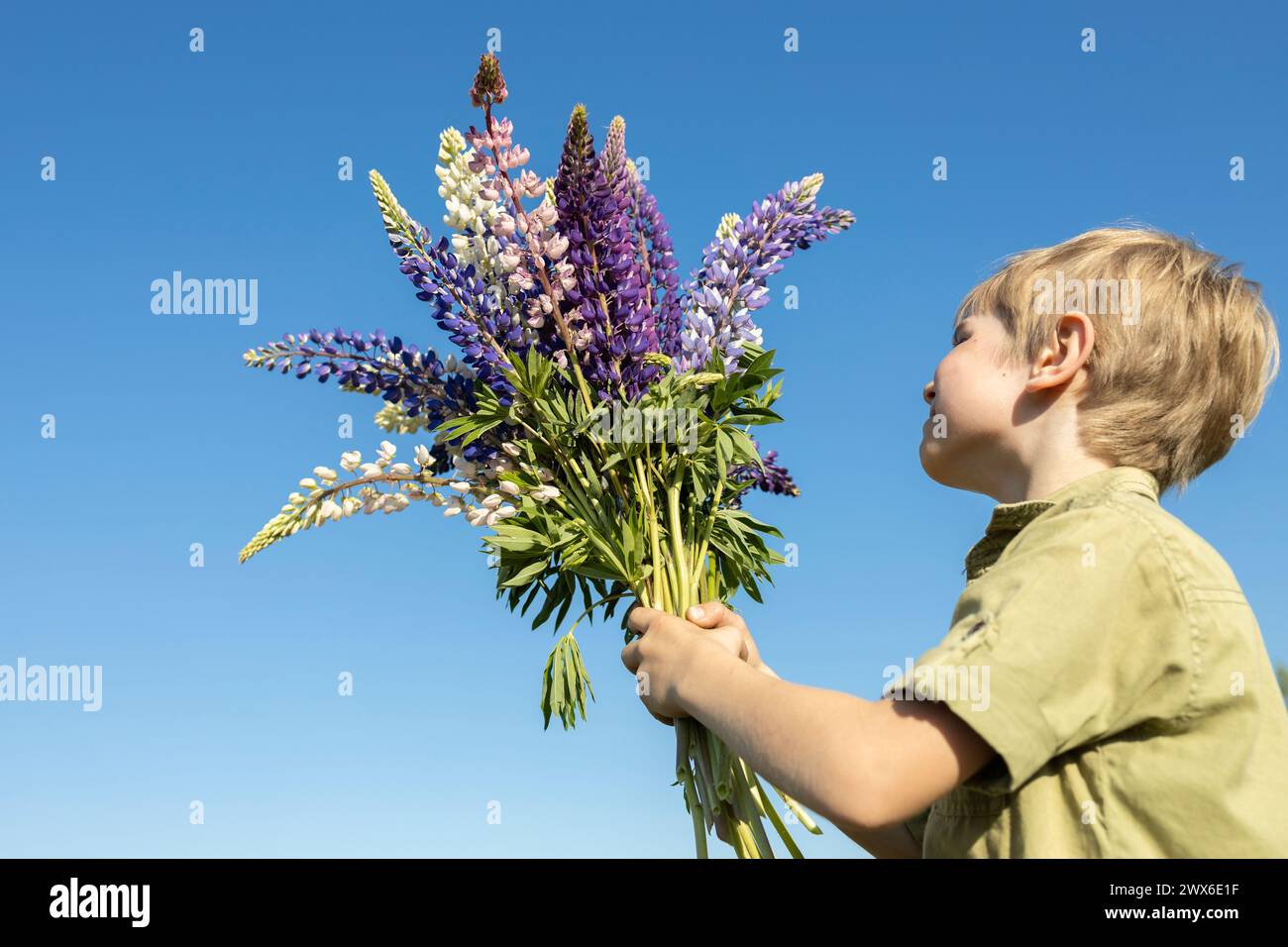 boy is holding in his hands a large bouquet of blooming purple lupine flowers. Positive spring sunny atmosphere, bouquet for mom, joy, festive mood Stock Photo