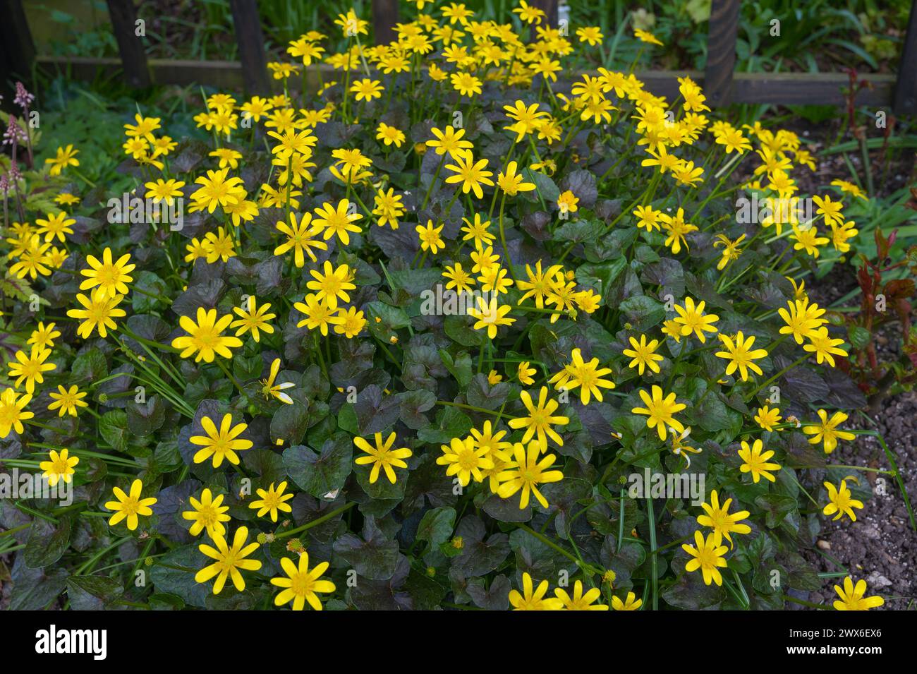 Clump of flowering lesser celandine Ficaria verna a native spring flowering herbaceous perennial in the buttercup family in English suburban garden UK Stock Photo