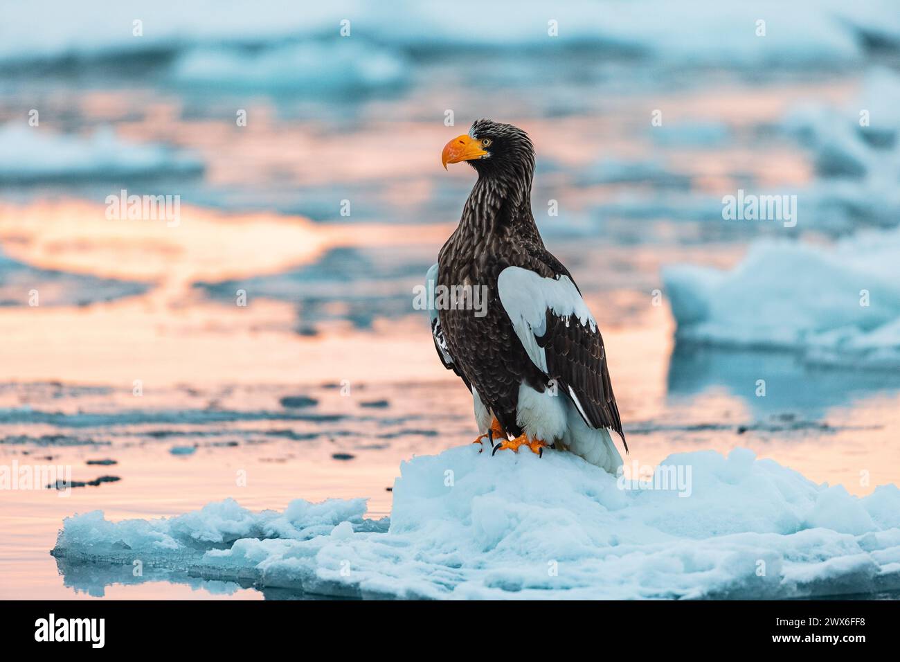Steller's Sea-eagle (Haliaeetus pelagicus), sea ice, Hokkaido (Japan) Stock Photo
