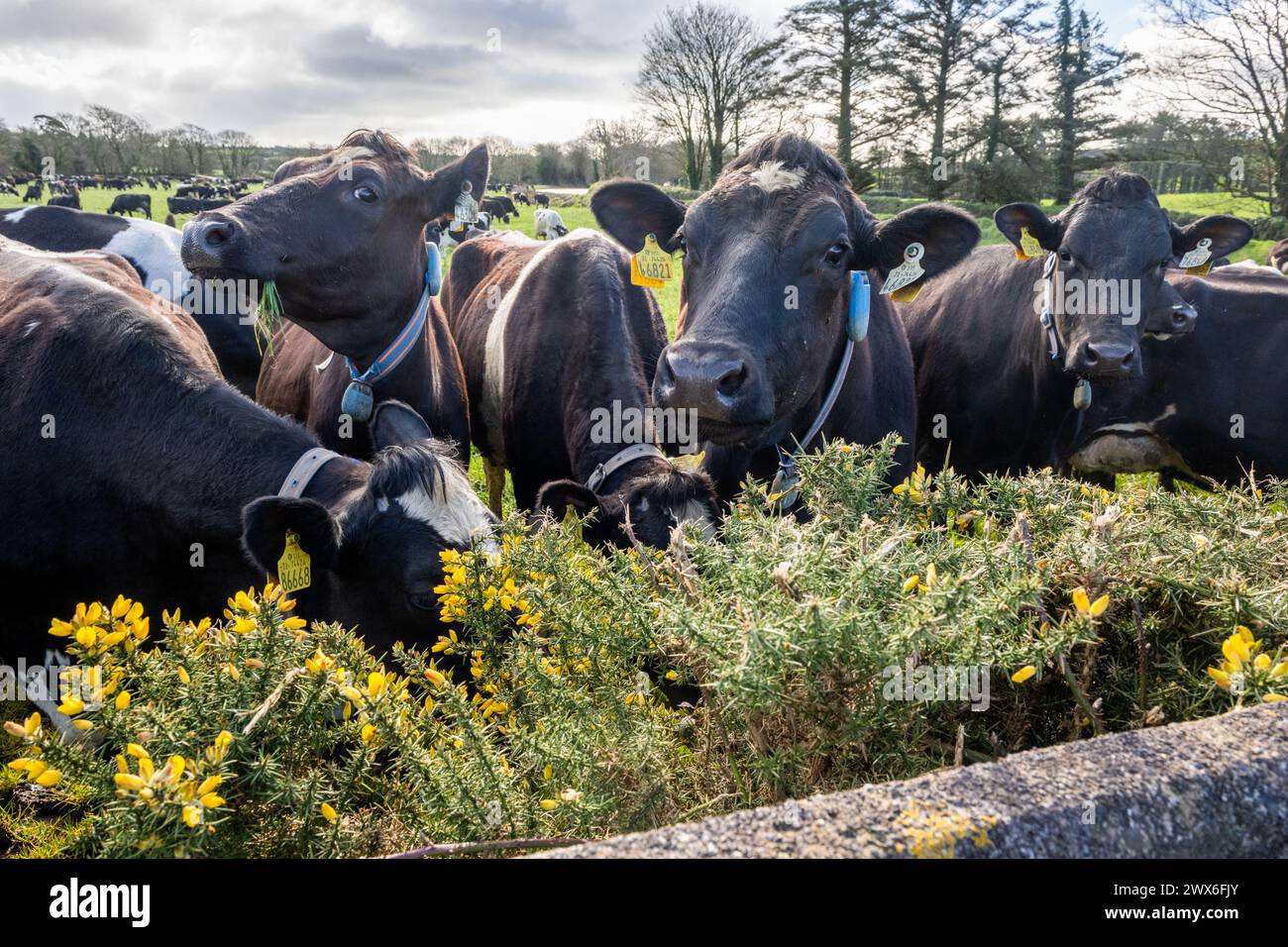 Dairy cows grazing in a field in West Cork, Ireland. Stock Photo