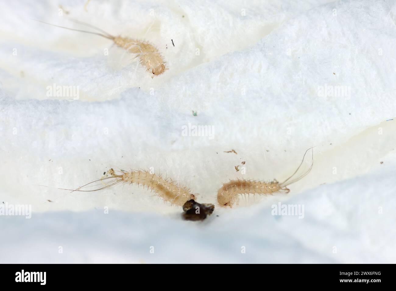 Attagenus bifasciatus, Carpet beetle. Beetles and larvae feed on food products and waste. Young larvae. Stock Photo